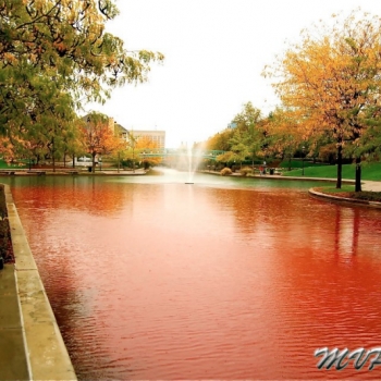 pinking-the-canal-2